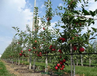 Для отримання більшого врожаю яблук не варто вносити надмірні норми калійних добрив